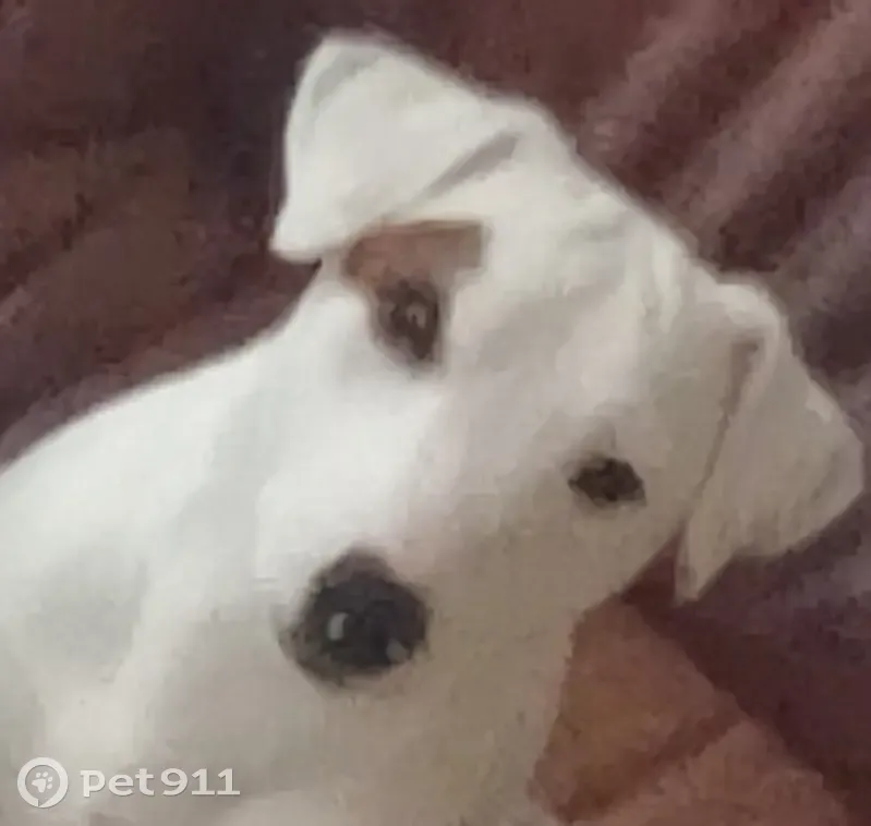 Chien disparu Garçon (fl492387) - photo