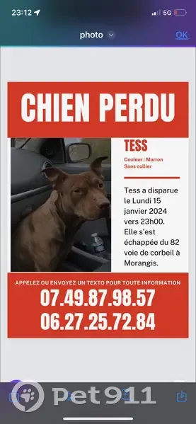 Chien disparu Fille, Morangis (fl492389) - photo
