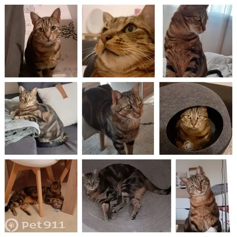 Chat disparu Garçon (fl492393) - photo