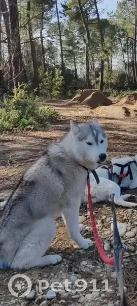 Chien disparu Garçon (fl492410) - photo
