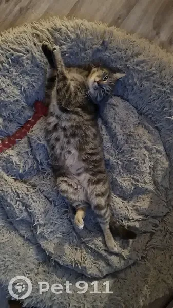 Chat disparu Garçon (fl492426) - photo
