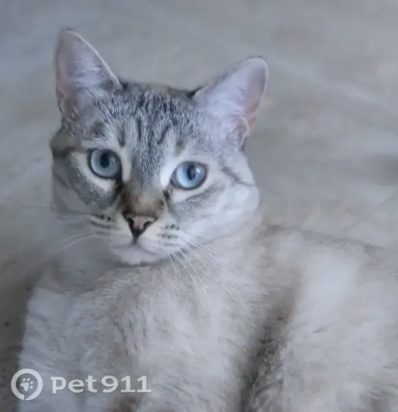 Chat disparu Fille, Toulouse (fl492428) - photo