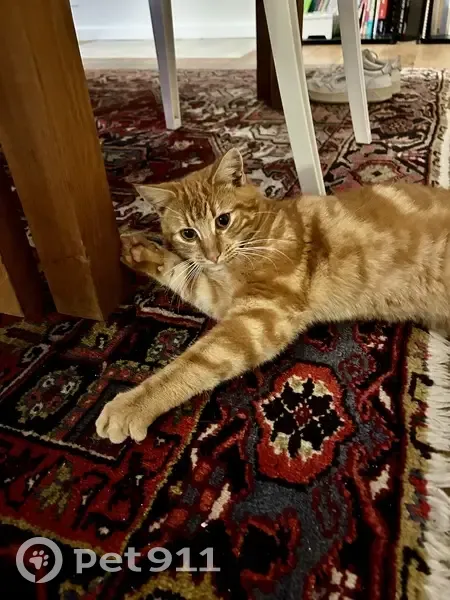 Chat trouvé Garçon, Rennes (ff492446) - photo