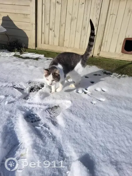 Chat trouvé Garçon (ff492453) - photo