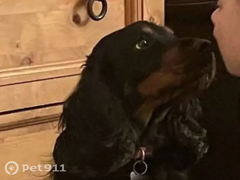 Chien disparu Garçon (fl492461) - photo