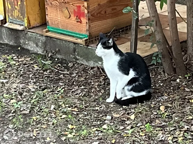 Chat disparu Garçon, Marignane (fl492468) - photo