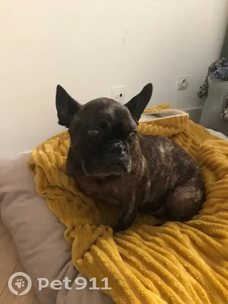 Chien trouvé Garçon, Murviel-lès-Béziers (ff492469) - photo