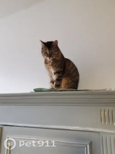 Chat disparu Fille (fl492472) - photo