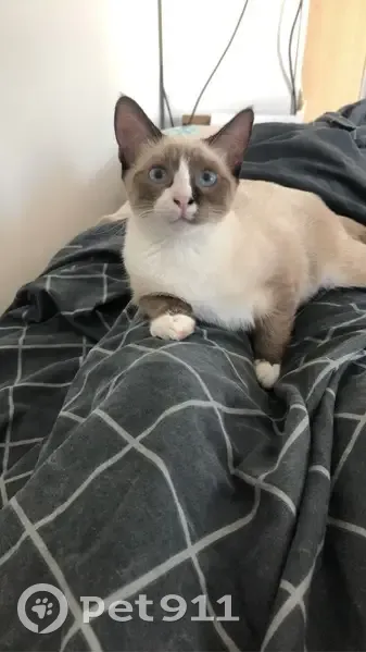 Chat disparu Fille, Sète (fl492473) - photo