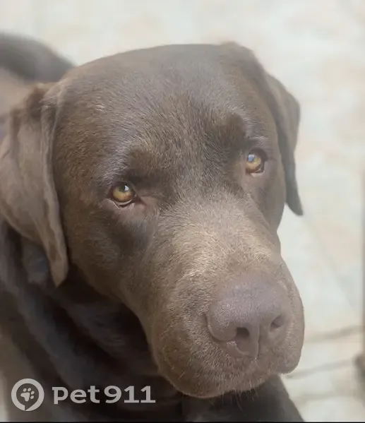 Chien disparu Garçon (fl492490) - photo