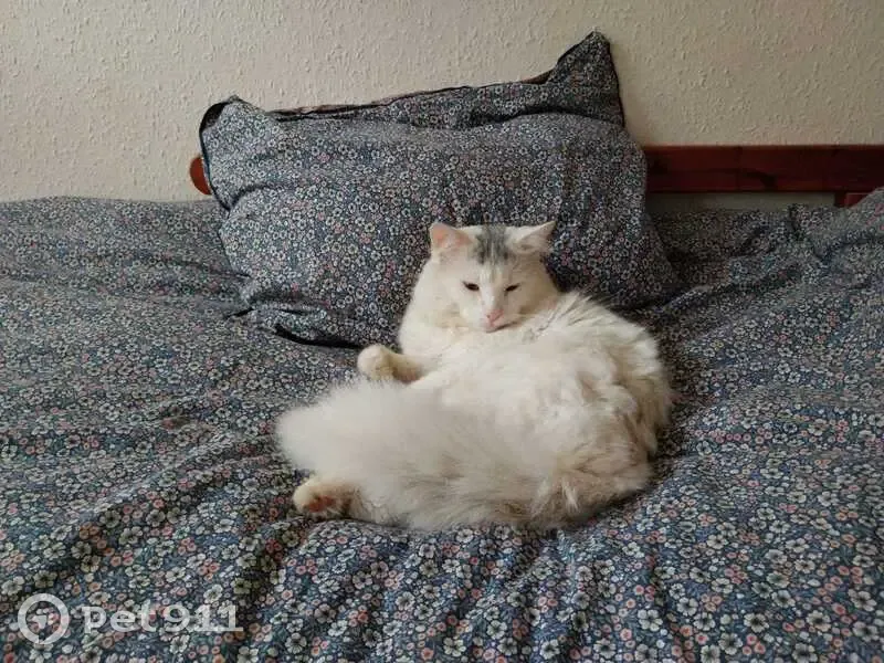 Chat disparu Garçon, Valence (fl492491) - photo