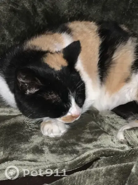 Chat trouvé Fille (ff492494) - photo