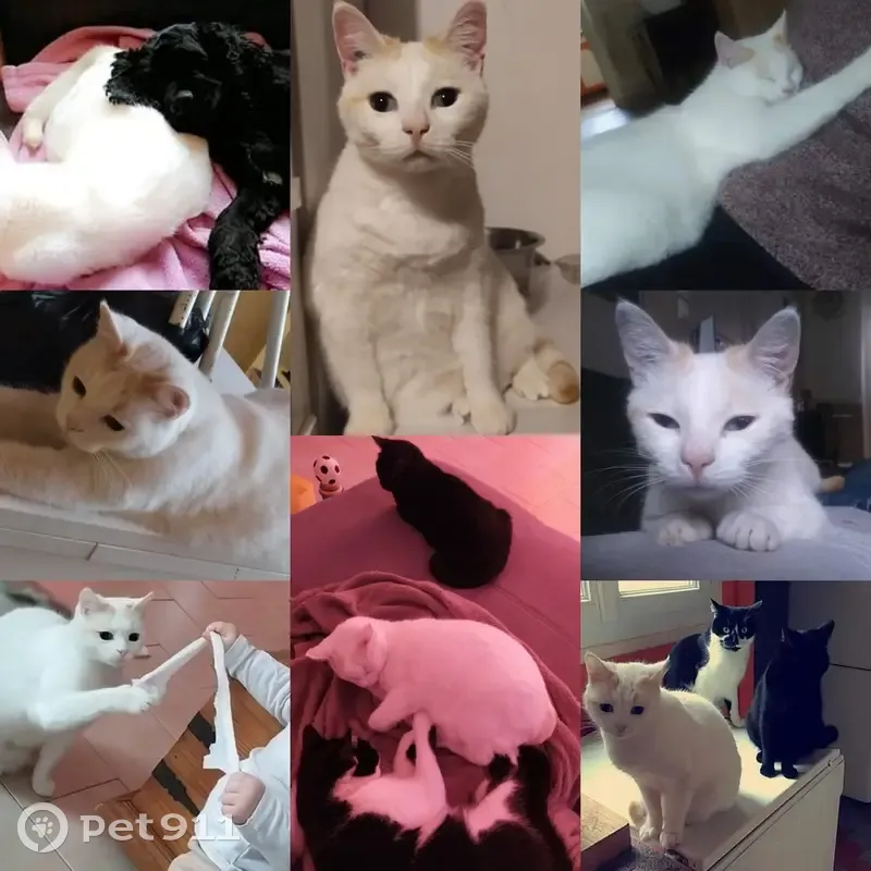 Chat disparu Fille (fl492506) - photo