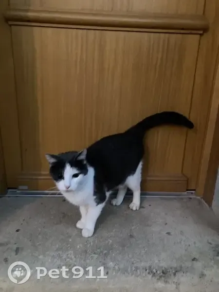 Chat trouvé, Orléans (ff492512) - photo