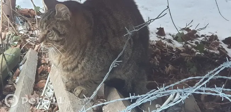 Chat trouvé (ff492520) - photo