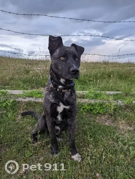 Chien disparu Garçon (fl492521) - photo