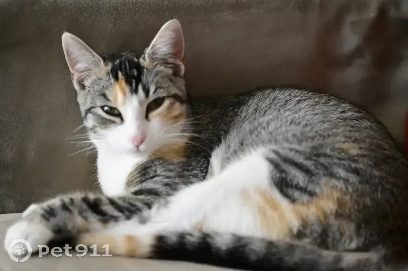 Chat trouvé Fille, Saint-Germain-lès-Corbeil (ff492529) - photo