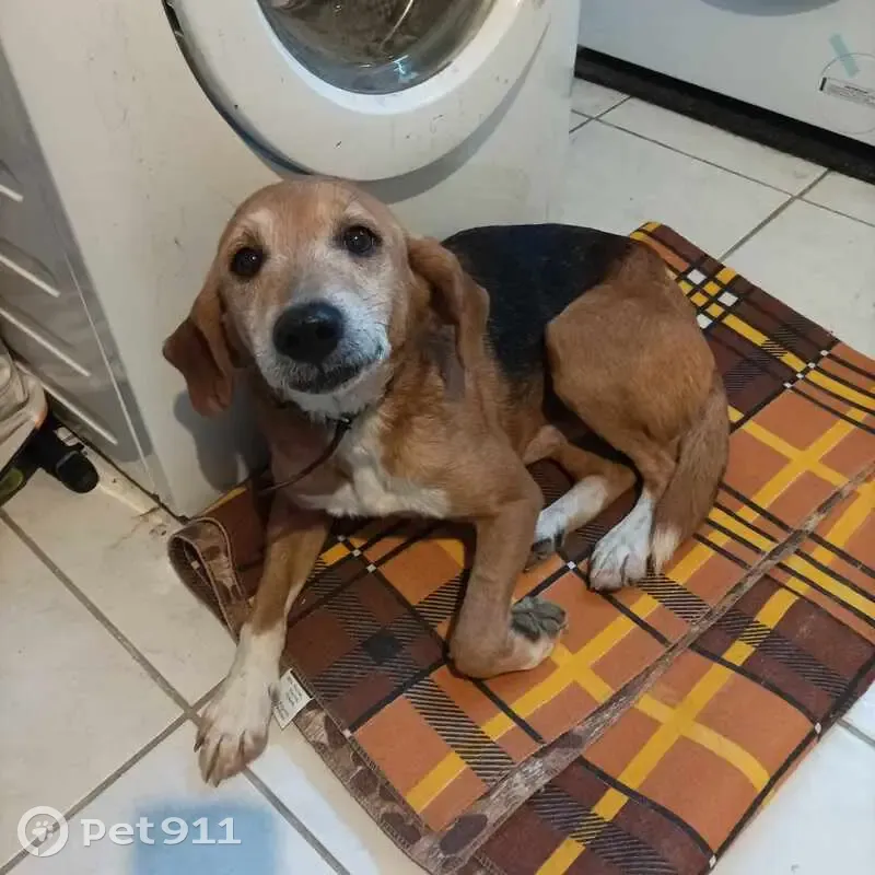Chien trouvé Garçon (ff492555) - photo