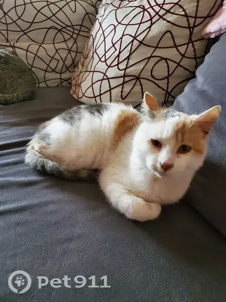 Chat trouvé (ff492559) - photo