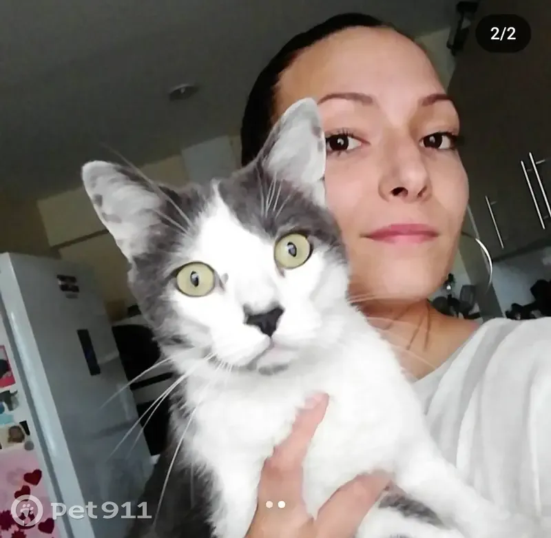 Chat disparu Garçon, Albias (fl492562) - photo