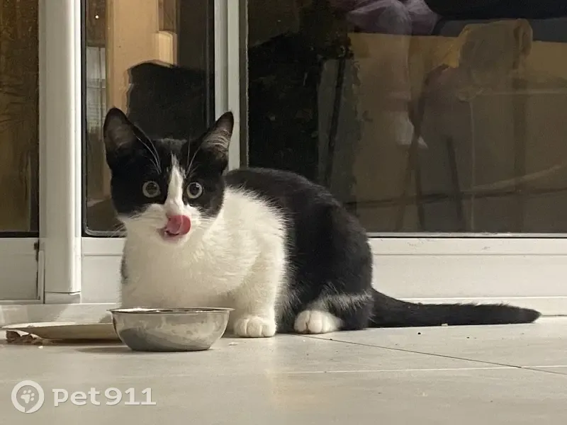 Chat trouvé Fille, Villeneuve-lès-Maguelone (ff492575) - photo