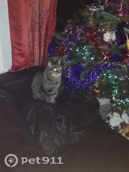 Chat disparu Fille (fl492574) - photo