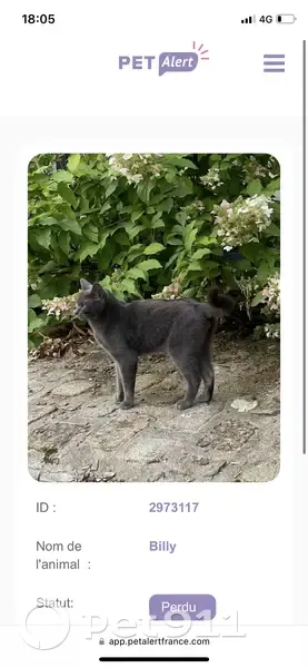 Chat disparu Garçon (fl492576) - photo