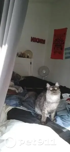 Chat disparu Fille, Bordeaux (fl492579) - photo