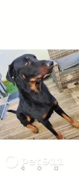 Chien disparu Garçon (fl492581) - photo