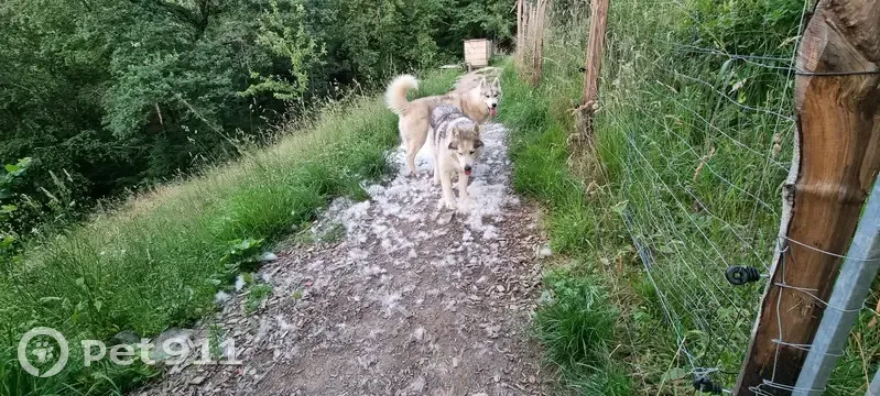 Chien disparu Garçon (fl492580) - photo