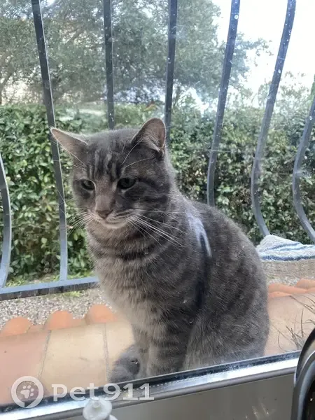 Chat trouvé Garçon (ff492591) - photo