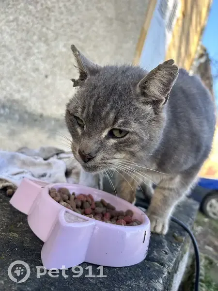 Chat trouvé Garçon (ff492592) - photo