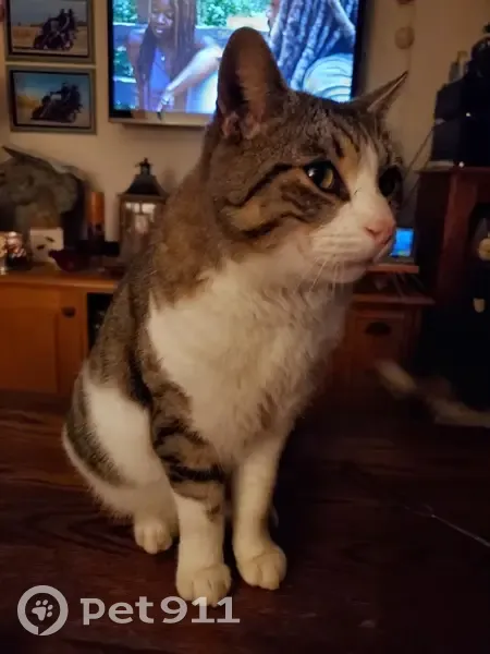 Chat disparu Garçon (fl492597) - photo