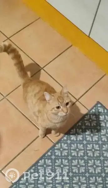 Chat trouvé Garçon (ff492601) - photo