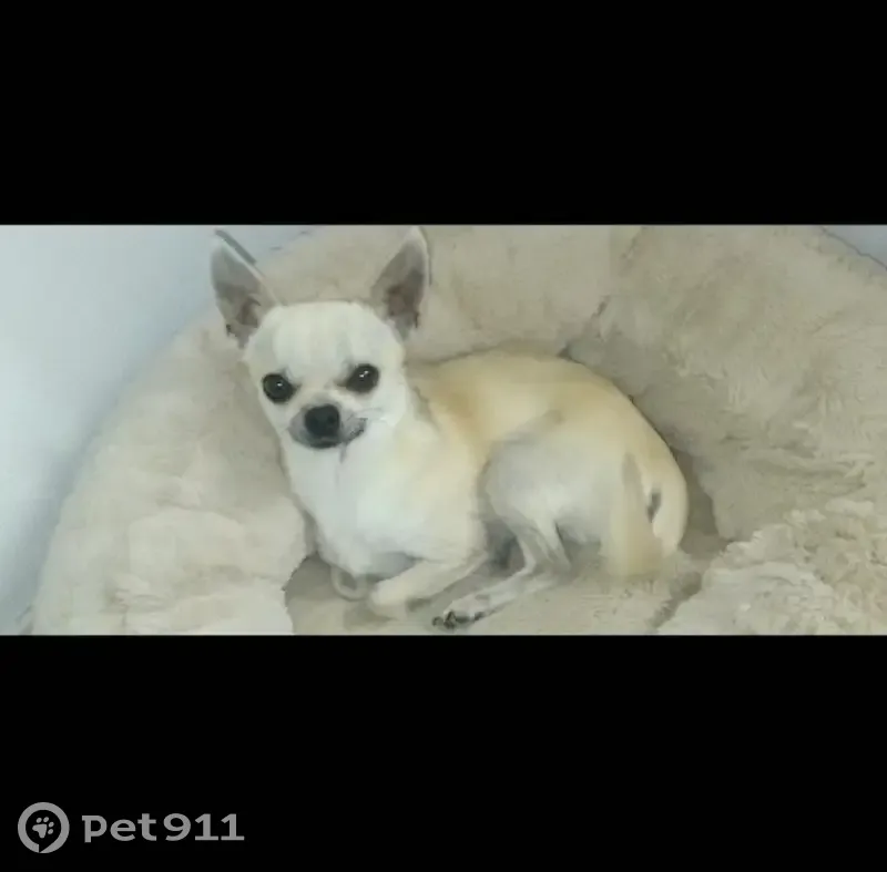 Chien disparu Garçon, Cuverville (fl492603) - photo