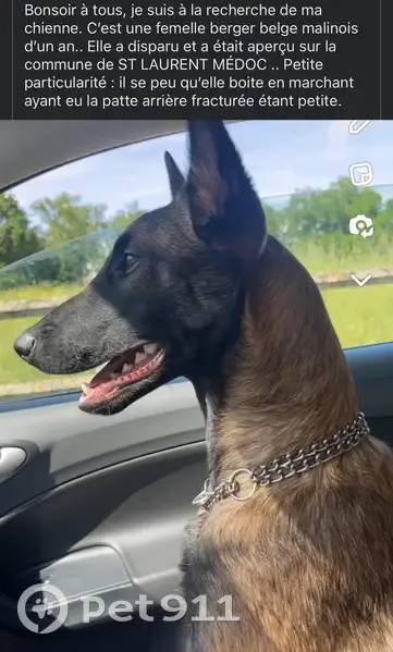 Chien disparu Fille, Lesparre-Médoc (fl492607) - photo