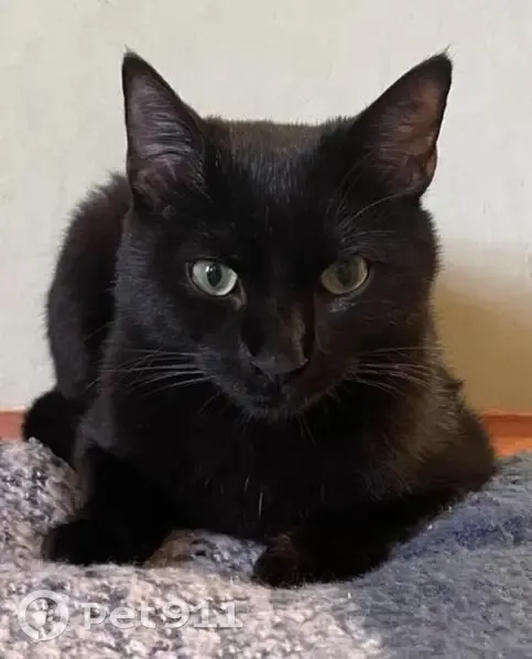 Chat disparu Garçon, Crest (fl492609) - photo