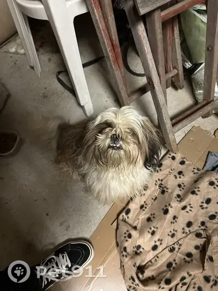 Chien trouvé Fille (ff492612) - photo