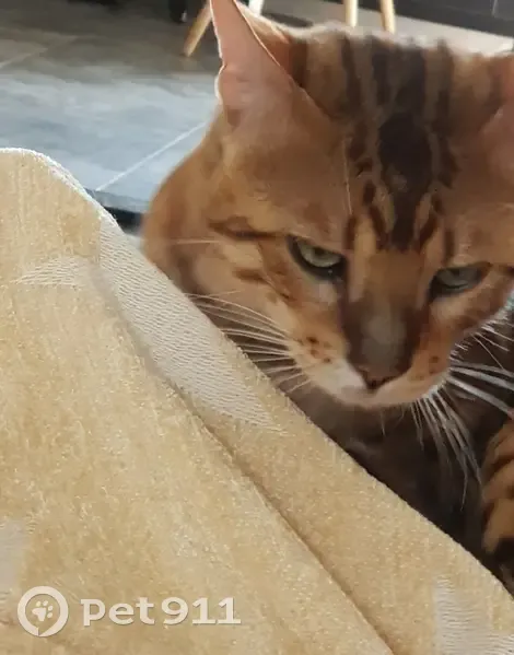 Chat disparu Garçon (fl492613) - photo