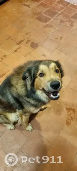 Chien disparu Garçon (fl492615) - photo