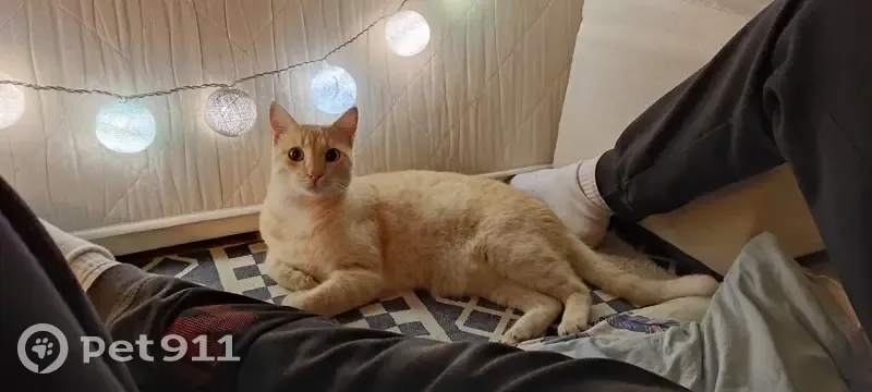 Chat disparu Garçon (fl492621) - photo