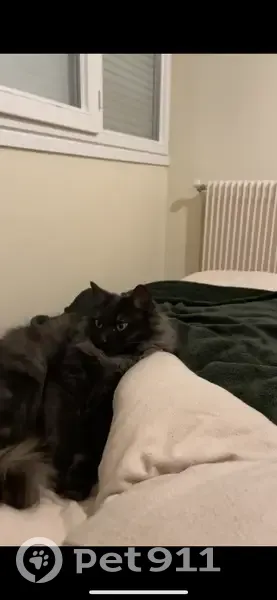 Chat disparu Garçon, Orléans (fl492622) - photo