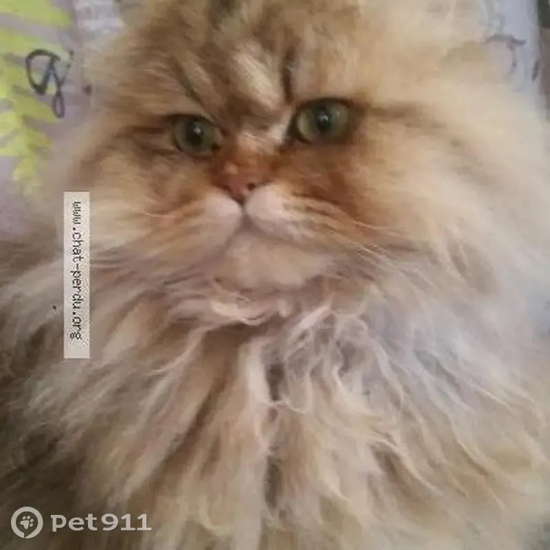 Chat disparu Garçon, Limoges (fl492625) - photo