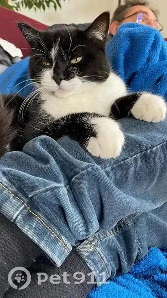 Chat disparu Fille, Chevreuse (fl492627) - photo