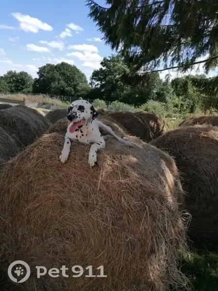 Chien disparu Garçon (fl492633) - photo