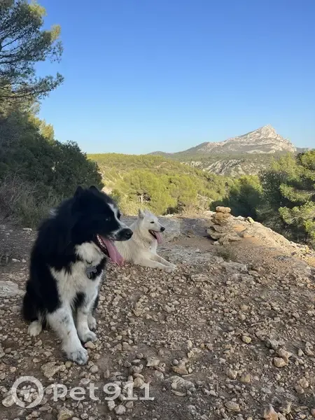 Chien disparu Garçon (fl492636) - photo