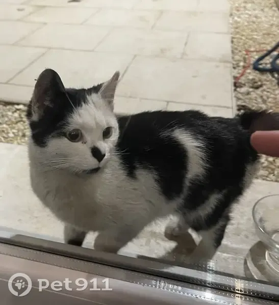Chat trouvé Garçon (ff492651) - photo
