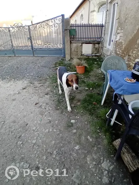 Chien trouvé Garçon (ff492662) - photo
