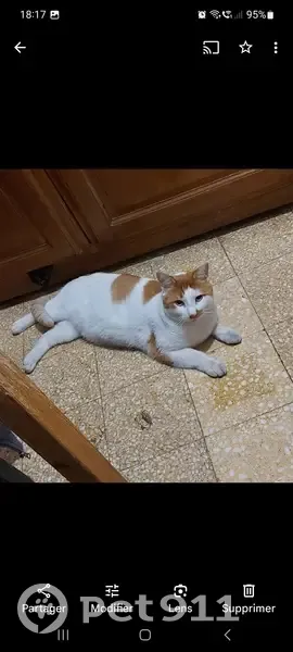 Chat disparu Garçon, Pertuis (fl492668) - photo