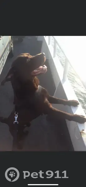 Chien disparu Garçon, Nice (fl492679) - photo